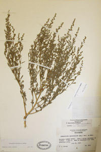 Herbarium Sheet of UC 96706